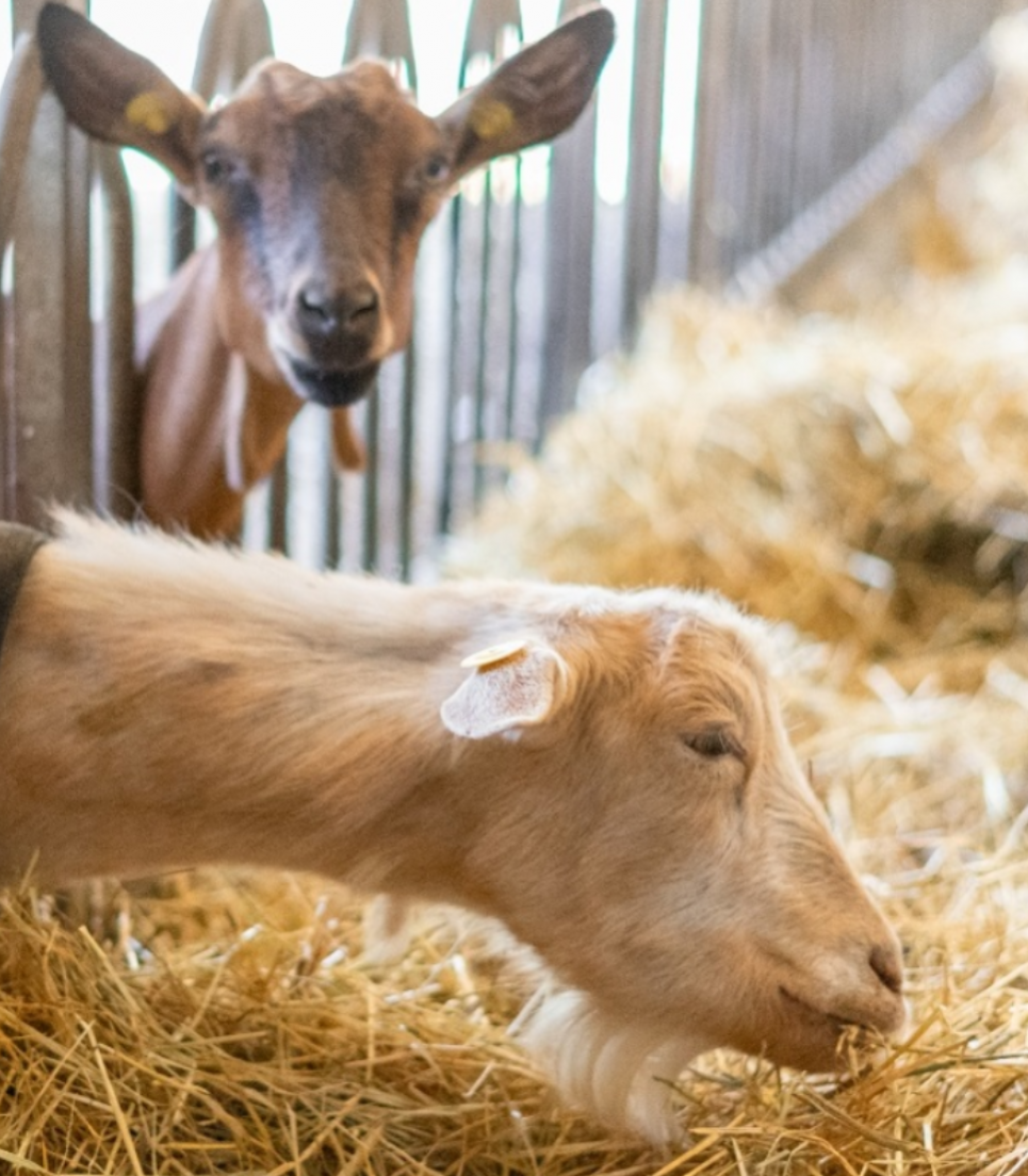 ALTA LANGA CHEESE EXPERIENCE